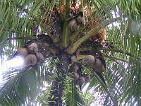 Pict0248